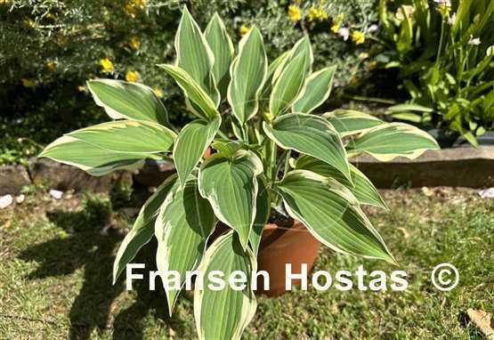 Hosta Cool Mistress